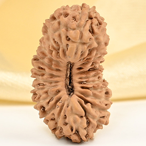 25 Mukhi from Java Indonesia - I