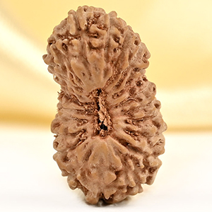 21 mukhi from Java Indonesia - XXVII