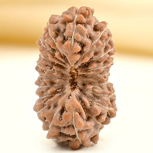 19 Mukhi from Java Indonesia - CXXV