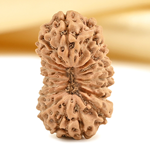 19 Mukhi from Java Indonesia - CXXVI