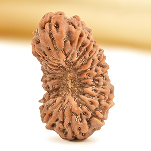 19 Mukhi from Java Indonesia - CXXVII