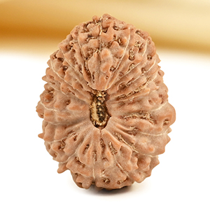 19 Mukhi from Java Indonesia - CXXVIII