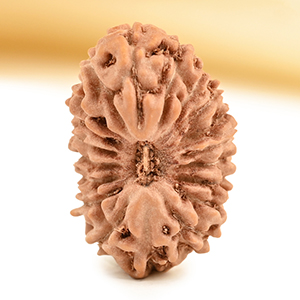 19 Mukhi from Java Indonesia - CXXIX