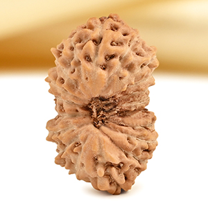 19 Mukhi from Java Indonesia - CXXX