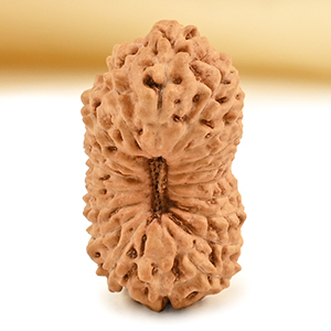 19 Mukhi from Java Indonesia - CXXXI