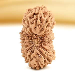 19 Mukhi from Java Indonesia - CXXXII