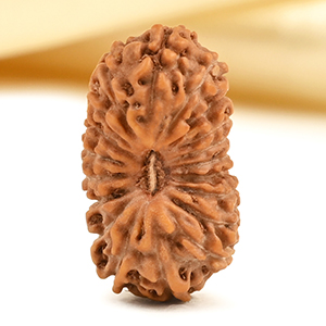 19 Mukhi from Java Indonesia - CXXXIII