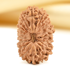 19 Mukhi from Java Indonesia - CXXXIV