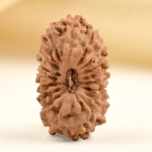 19 Mukhi from Java Indonesia Small - CLXXIV