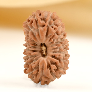 19 Mukhi from Java Indonesia Small - CLXXV