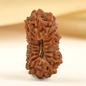 19 Mukhi from Java Indonesia Small - CLXXVI