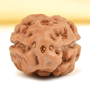 2 Mukhi from Java Indonesia Large - XXXIII