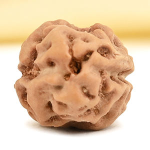 2 Mukhi from Java Indonesia Large - XXXIV