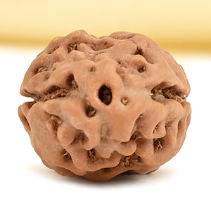 2 Mukhi from Java Indonesia Large - XXXV