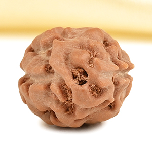 2 Mukhi from Java Indonesia Large - XXXVI