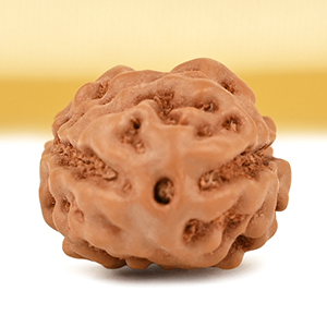 2 Mukhi from Java Indonesia Large - XXXVII