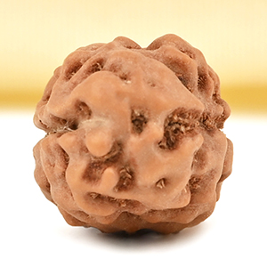 2 Mukhi from Java Indonesia Large - XXXVIII