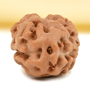 2 Mukhi from Java Indonesia Large - XXXIX