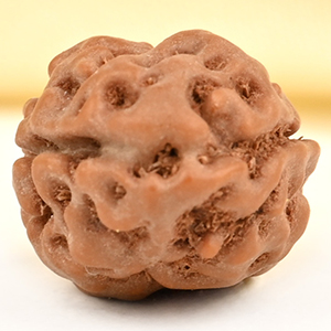 2 Mukhi from Java Indonesia Large - LXXIII