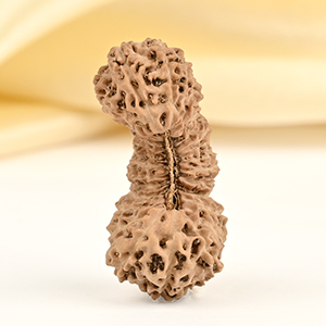 Super Collector 32 Mukhi from Java Indonesia - I