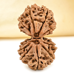 Gauri Shankar 11 Mukhi from Nepal - LXVIII