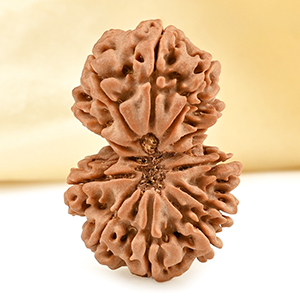 Gauri Shankar 11 Mukhi from Nepal - LXIX