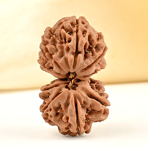 Gauri Shankar 9 Mukhi from Nepal - XLVIII