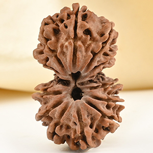 Gauri Shankar 14 Mukhi from Nepal - IX