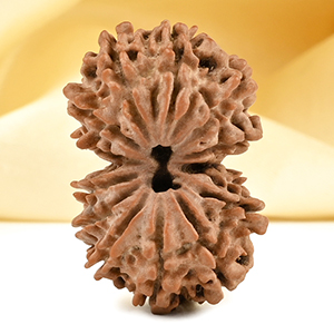 Gauri Shankar 13 Mukhi From Nepal Small - V