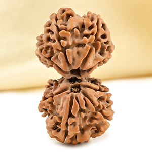 Gauri Shankar 8 Mukhi Large from Nepal - VI