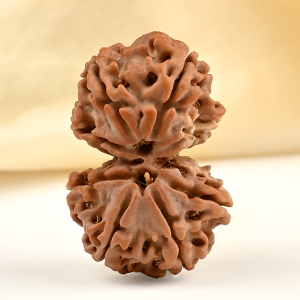 Gauri Shankar 8 Mukhi from Nepal - XIV