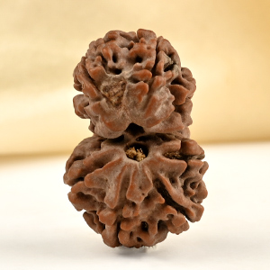 Gauri Shankar 8 Mukhi From Nepal Small - IV