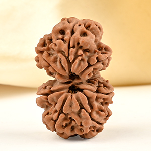 Gauri Shankar 7 Mukhi from Nepal - XXXIX