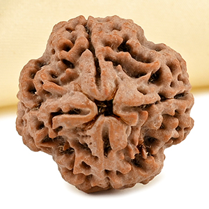 Collector 4 Mukhi from Nepal - DLXXXIV