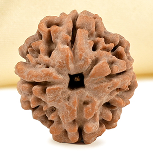 Collector 4 Mukhi from Nepal - DLXXXVI