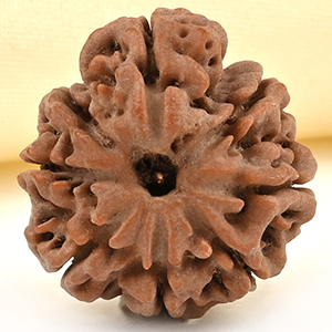 8 Mukhi from Nepal Small - CDXLVIII