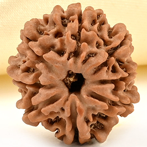 8 Mukhi from Nepal Small - CDXLIX