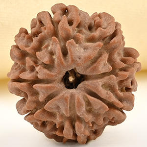 8 Mukhi from Nepal Small - CDL