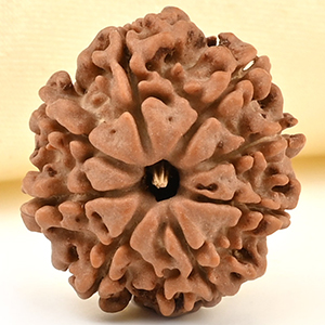 8 Mukhi from Nepal Small - CDLI
