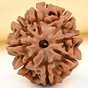 8 Mukhi from Nepal Small - CDLII