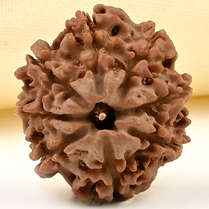 8 Mukhi from Nepal Small - CDLIII