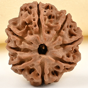 8 Mukhi from Nepal Small - CDLIV