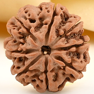 8 Mukhi from Nepal Small - CDLV