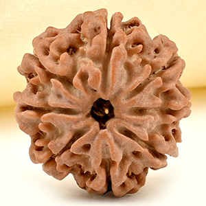 8 Mukhi from Nepal Small - CDLXV