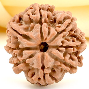 8 Mukhi from Nepal Small - CDLXVI