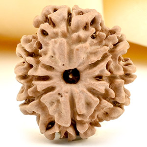 8 Mukhi from Nepal Small - CDLXVII