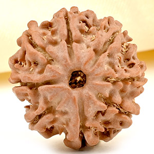 8 Mukhi from Nepal Small - CDLXIX