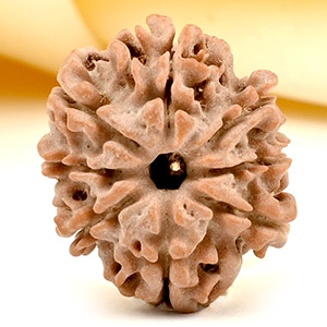 8 Mukhi from Nepal Small - CDLXX