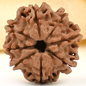 8 Mukhi from Nepal Small - CDLXXIII