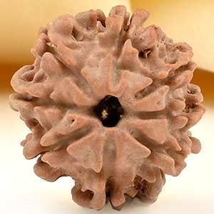 8 Mukhi from Nepal Small - CDLXXIV